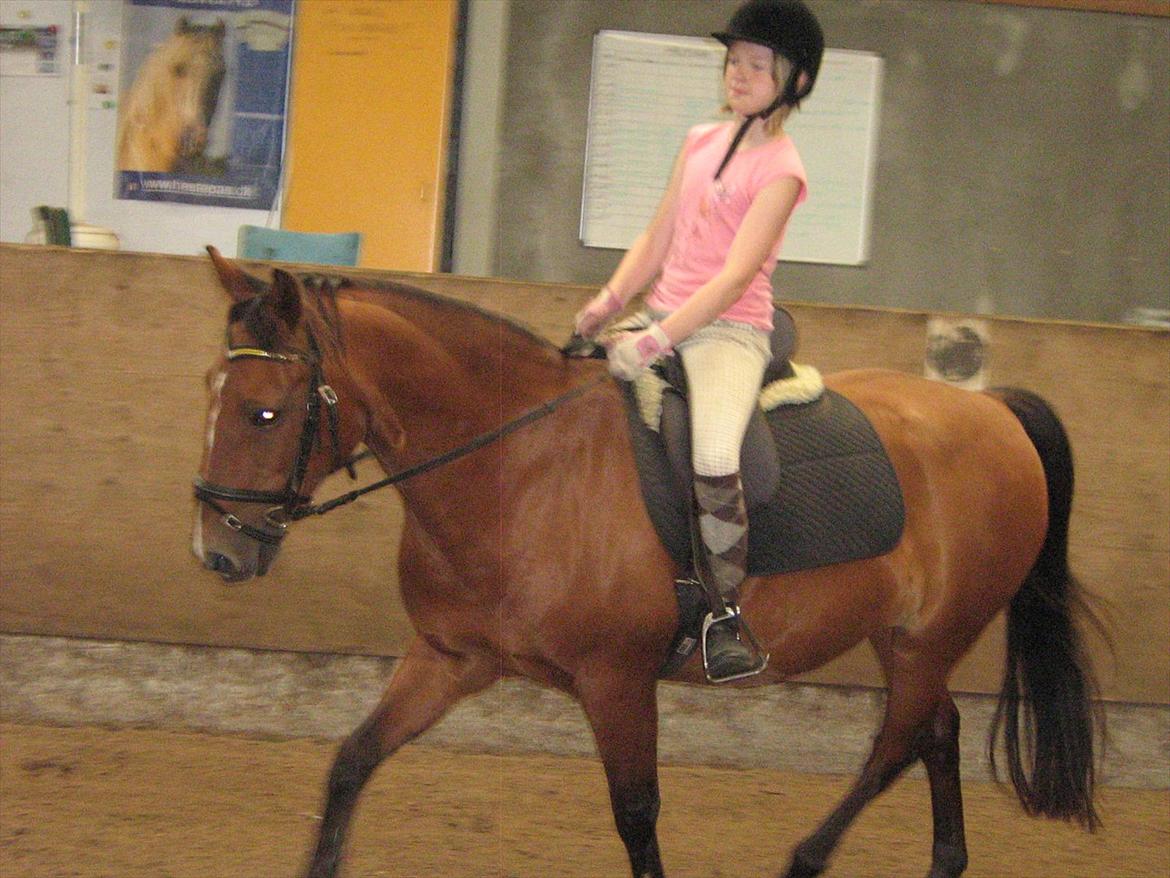 Anden særlig race philina - jeg øver til stævne billede 5