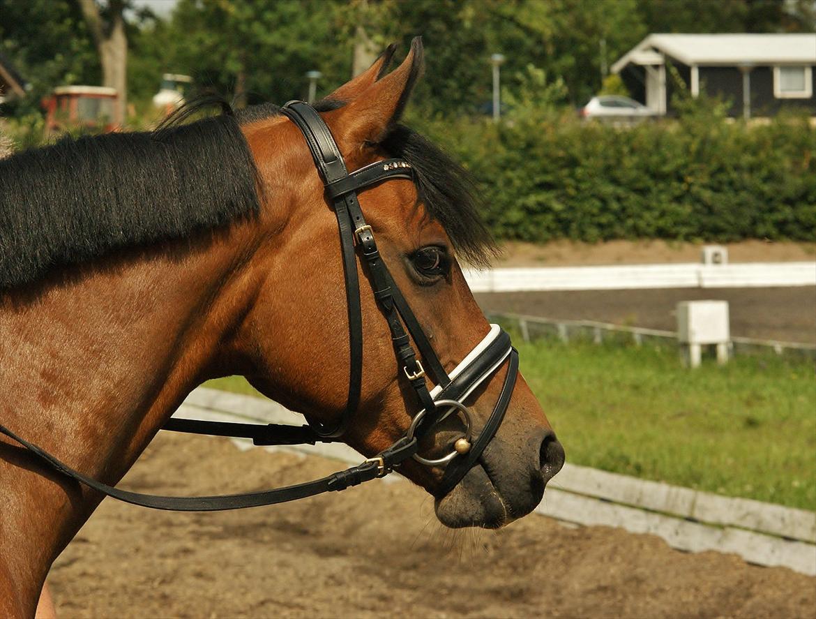 DSP Milan A.M. A-pony billede 14
