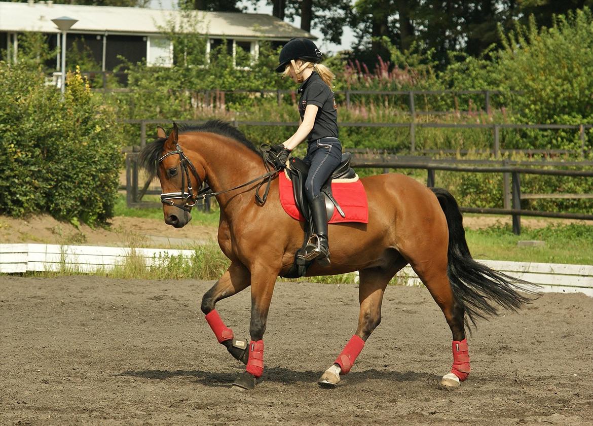 DSP Milan A.M. A-pony billede 19