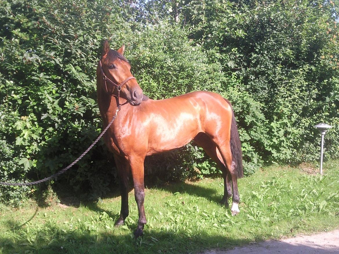 Dansk Varmblod DM's Cancan billede 1