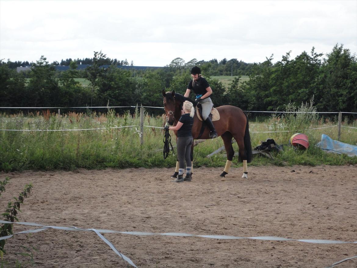 Dansk Varmblod DM's Cancan - Første gang jeg sad på ham! billede 2