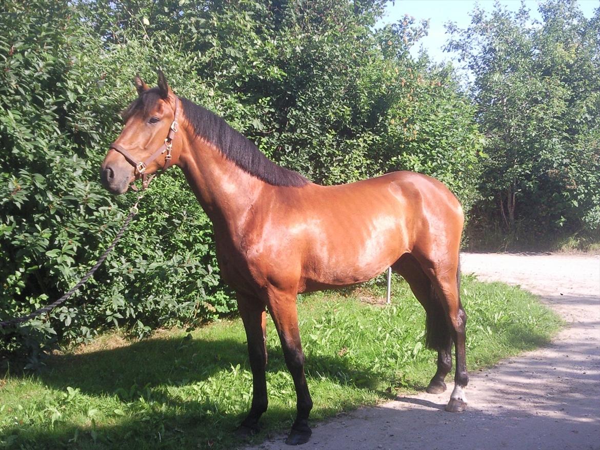 Dansk Varmblod DM's Cancan billede 3