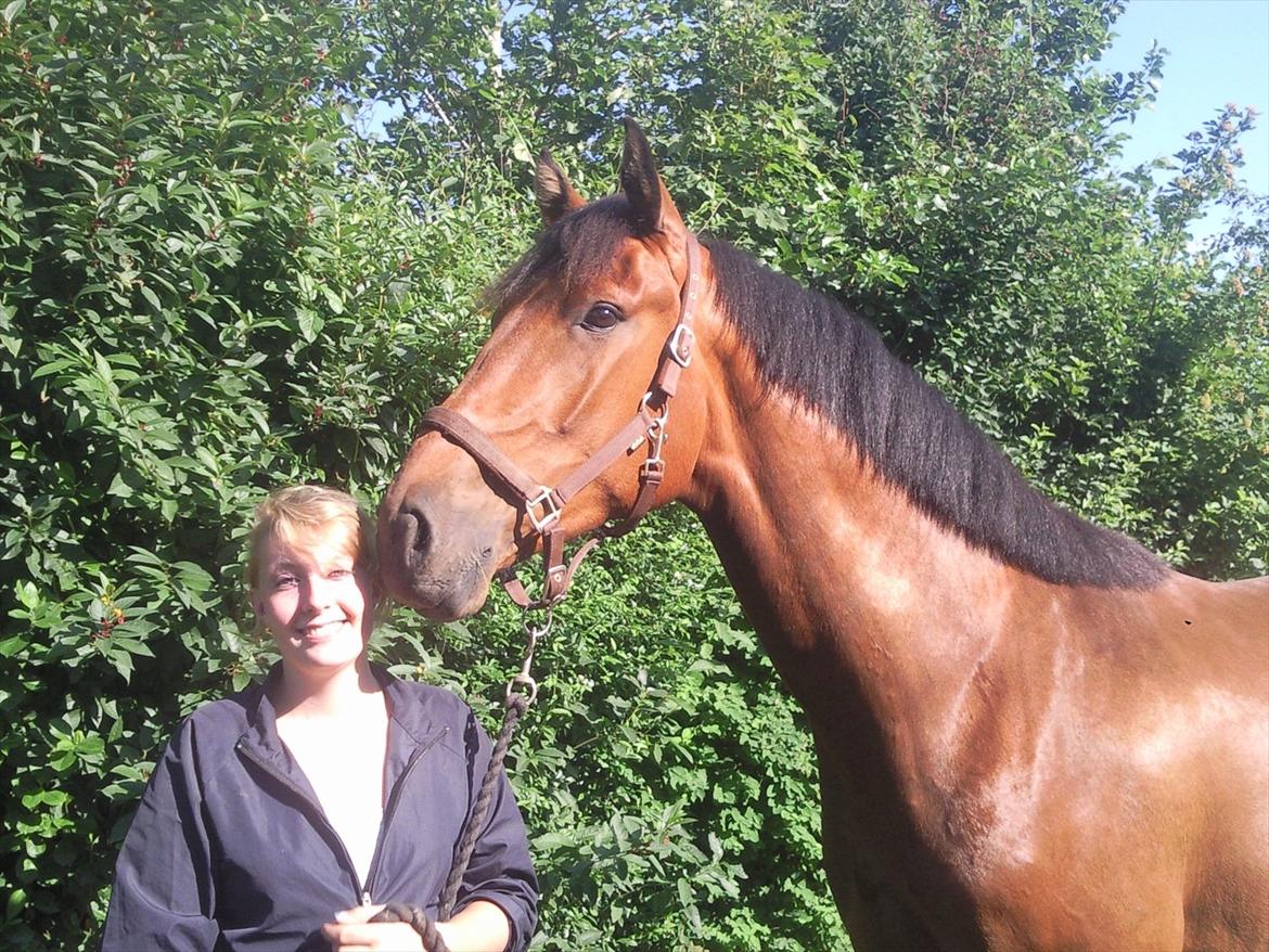 Dansk Varmblod DM's Cancan billede 4