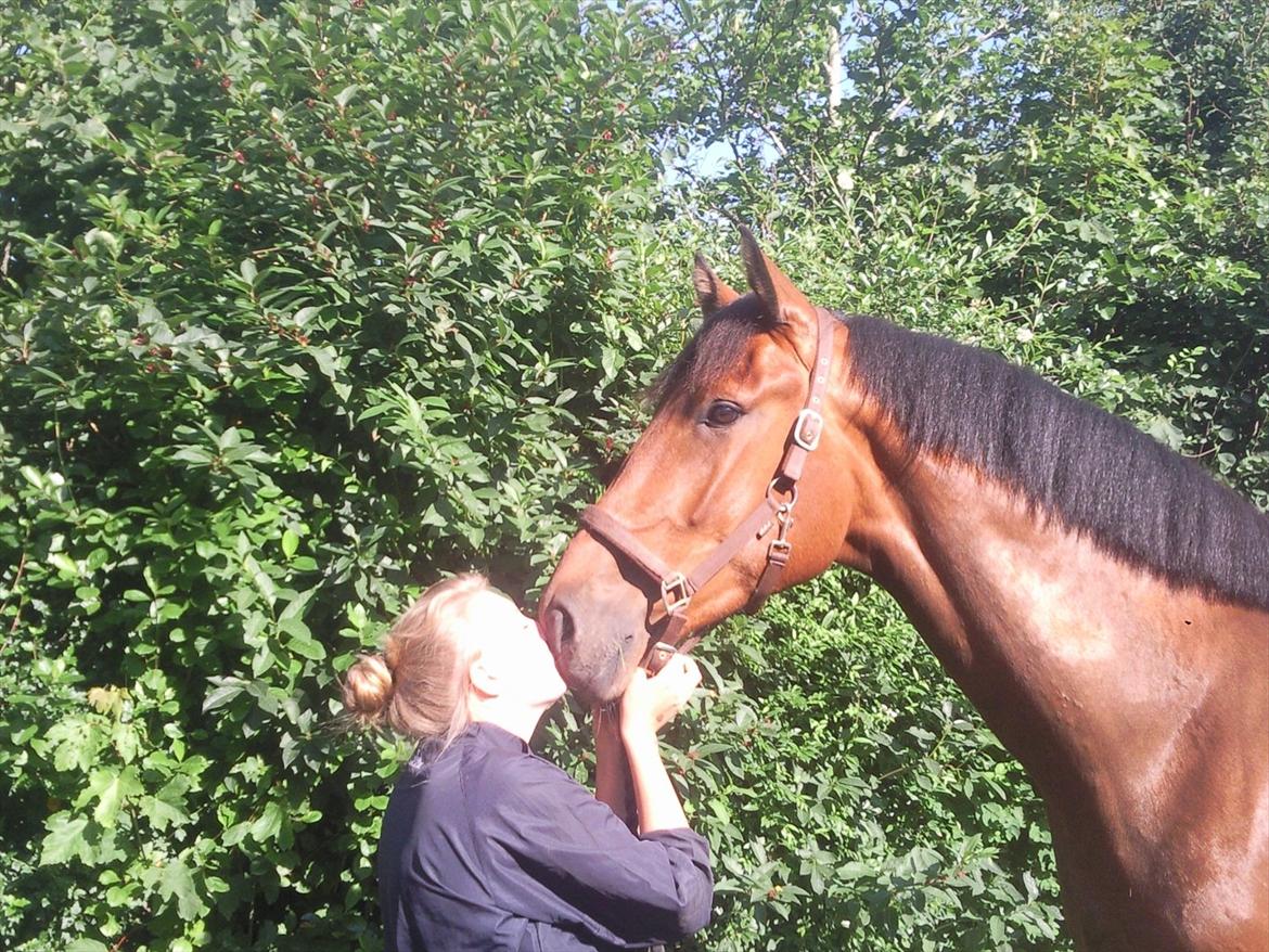 Dansk Varmblod DM's Cancan - Mys Mys :b billede 5