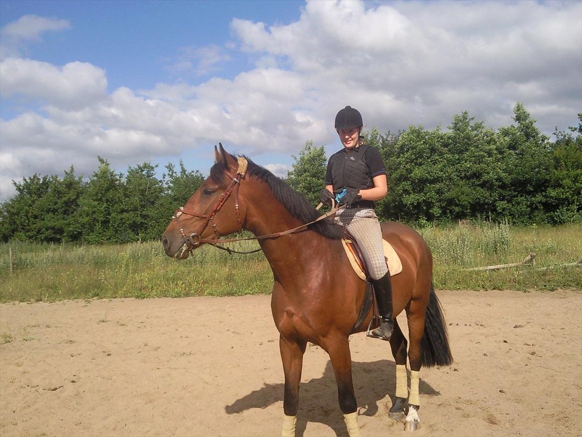 Dansk Varmblod DM's Cancan - Første gang jeg sad på ham! billede 6