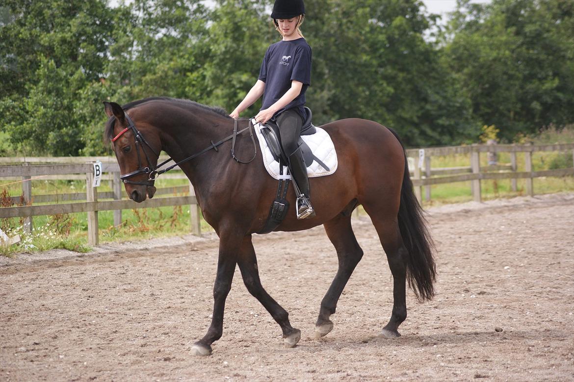 Oldenborg Prins Hamlet 387 † R.I.P † - ØSR, min dressur stjerne! Jeg vil atid elske dig. © Foto: LJ-Foto  billede 17