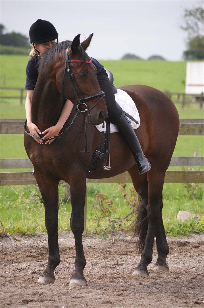 Oldenborg Prins Hamlet 387 † R.I.P † - ØSR, Det er stjerne klart, du er en stjerne for mig <3 © Foto: LJ-Foto  billede 9