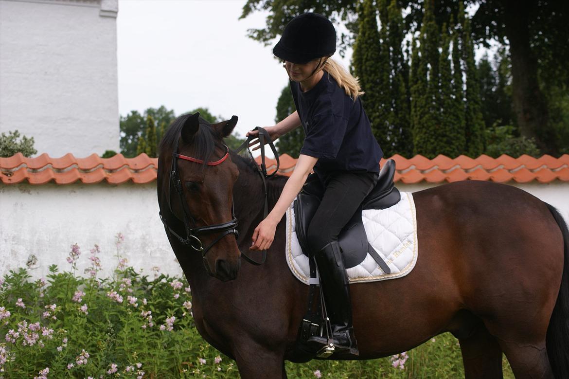 Oldenborg Prins Hamlet 387 † R.I.P † - ØSR, Skønne skønne Prins. © Foto: LJ-Foto  billede 11