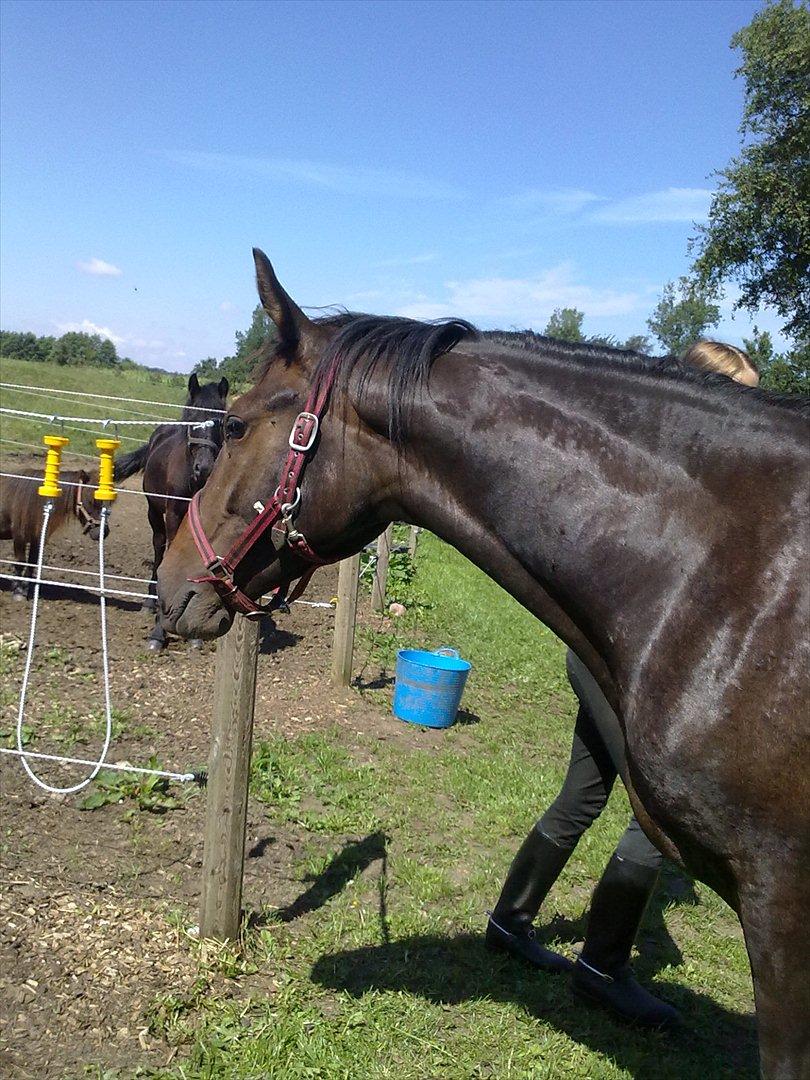 Anden særlig race Egekvist's Chili billede 10