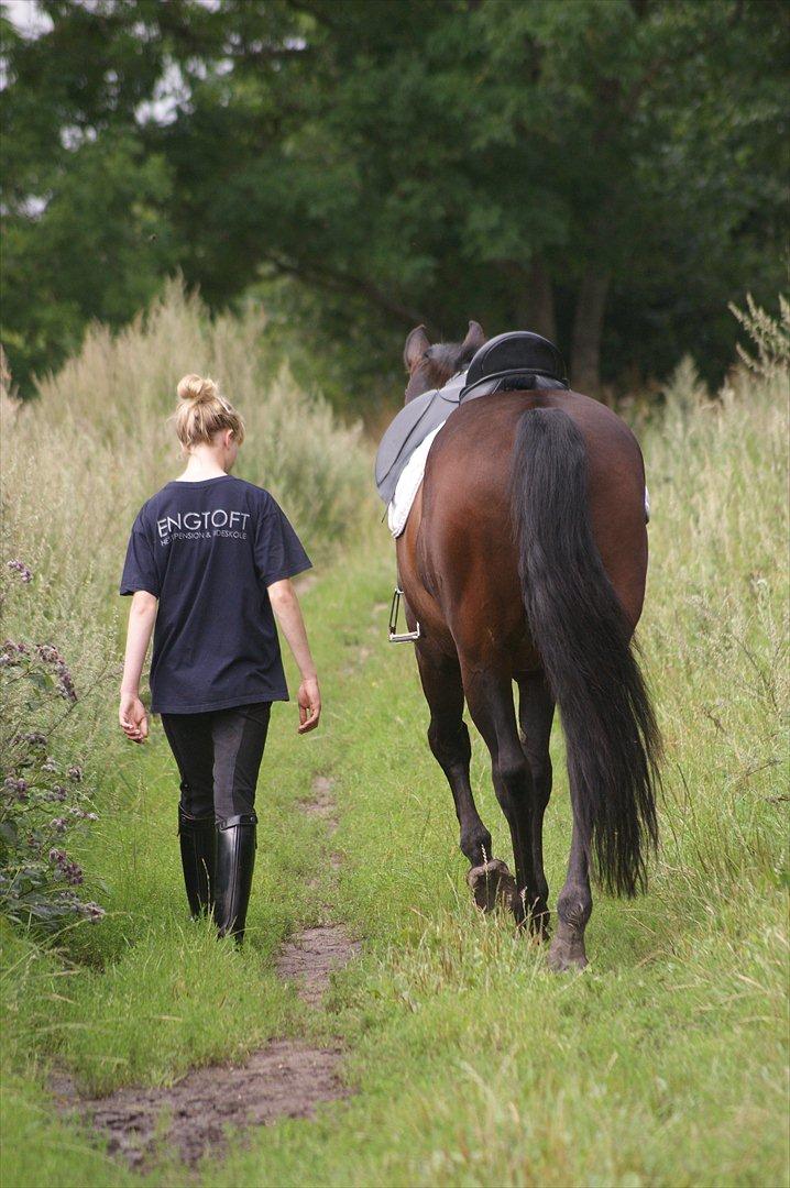 Oldenborg Prins Hamlet 387 † R.I.P † - ØSR, Jeg ville ønske jeg bare kunne lukke øjnene, også gå afsted sammen med dig, mod verdens ende. I miss you, Prins! Tak, fordi du kiggede forbi. © Foto: LJ-Foto  billede 20