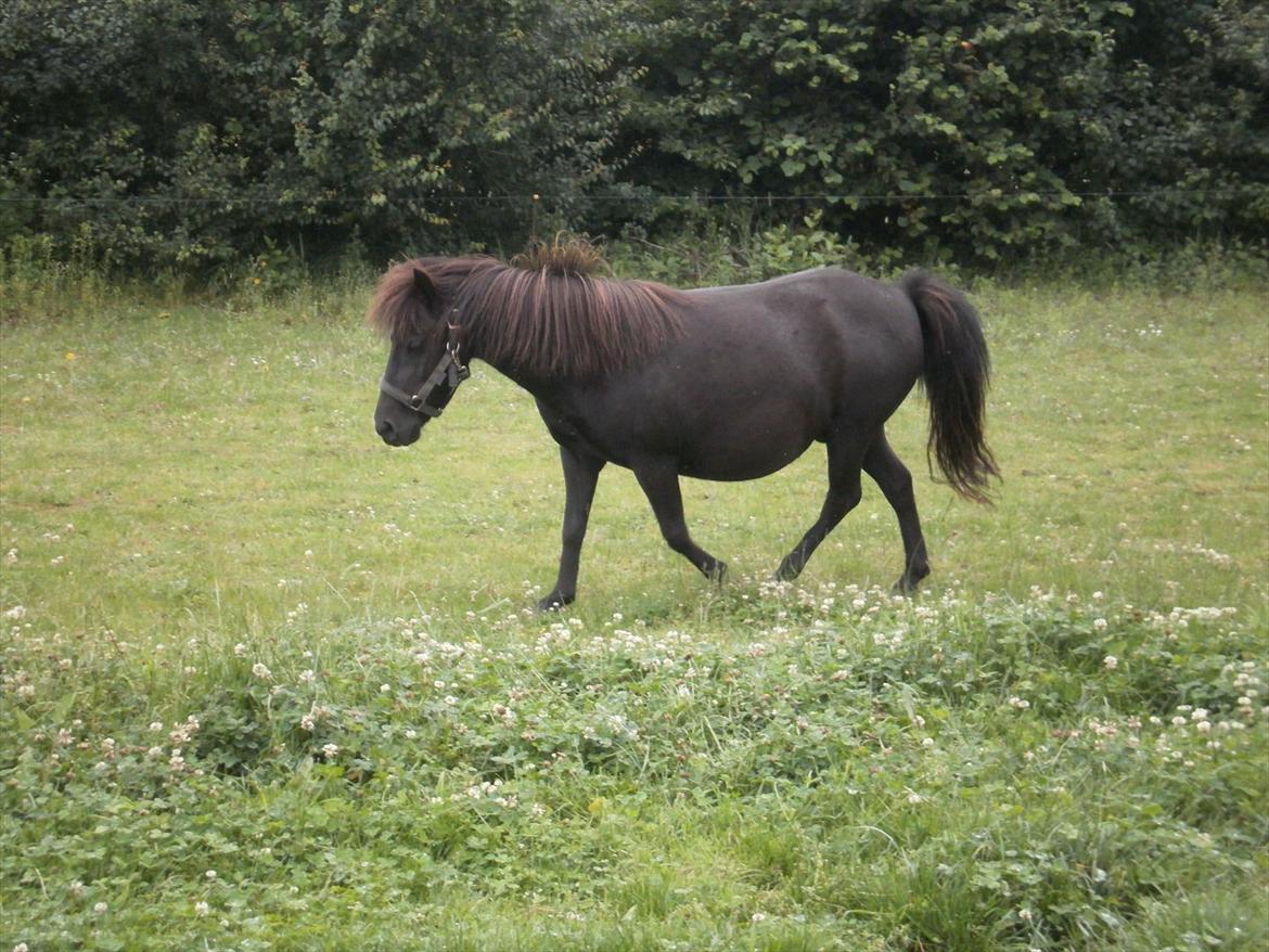 Anden særlig race Tulle *Solgt* - Inden hun fik føl. (: billede 16