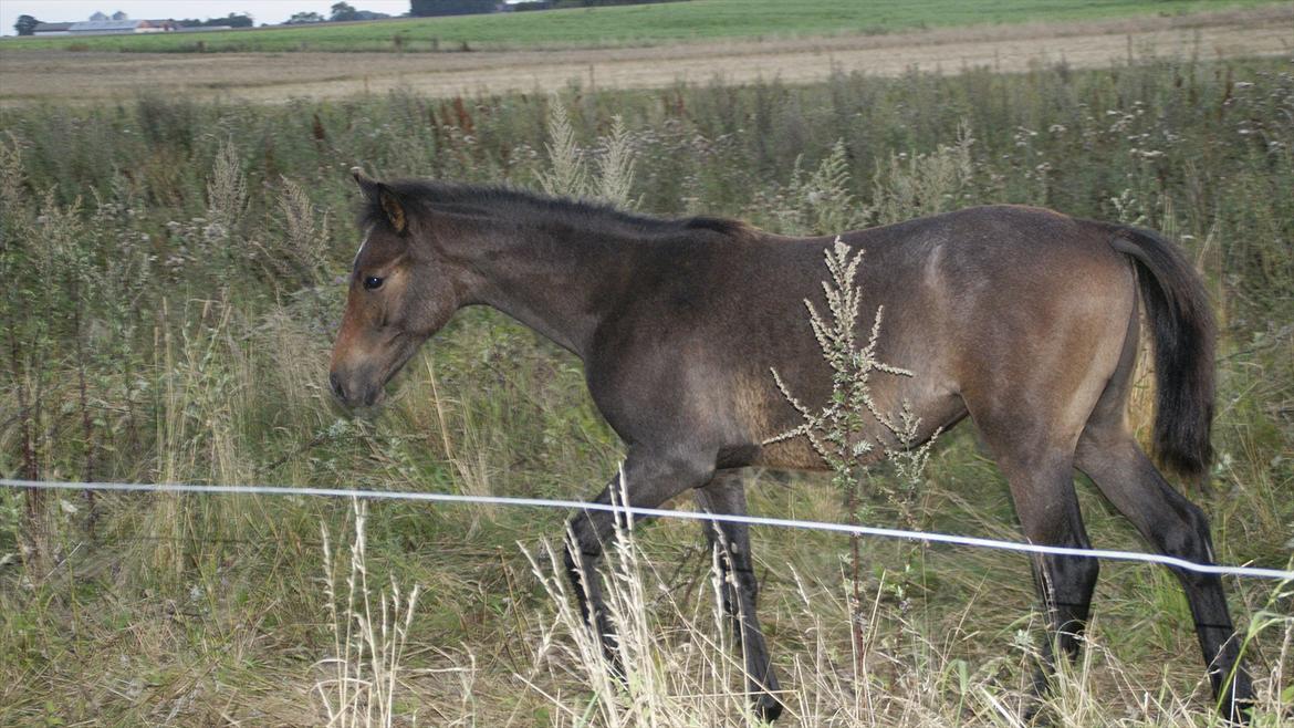 Anden særlig race Baldrian *givet væk* - 6 mdr billede 18