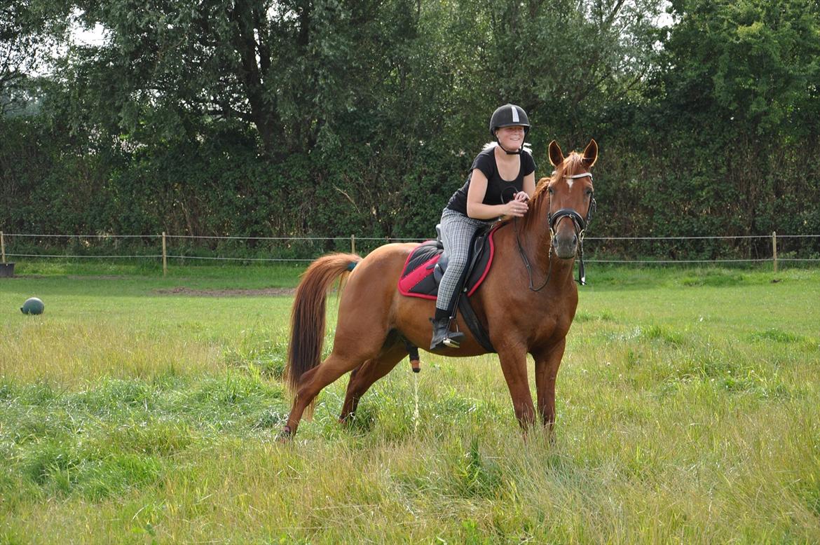 Traver Ferrari (Mr. King) - Ja når man skal så skal man altså :) 
Hold op hvor jeg elsker min stjerne-hest Ferrari <3 billede 7