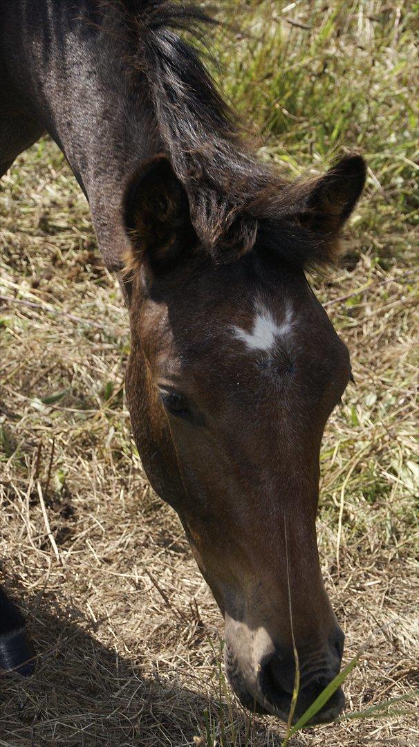 Anden særlig race Baldrian *givet væk* - 6 mdr billede 19