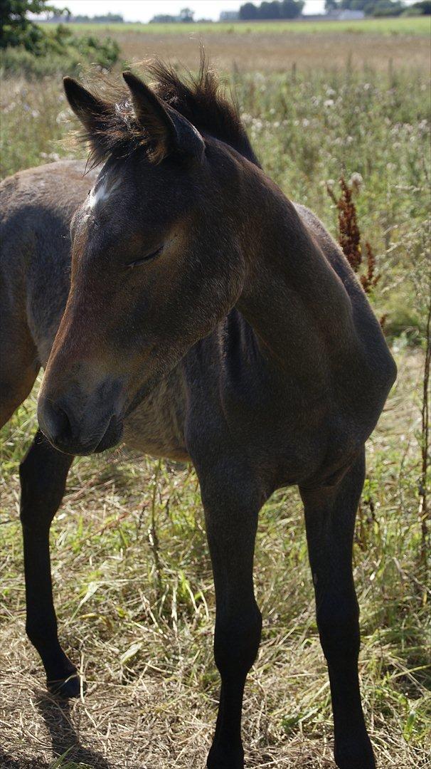 Anden særlig race Baldrian *givet væk* - 6 mdr billede 20