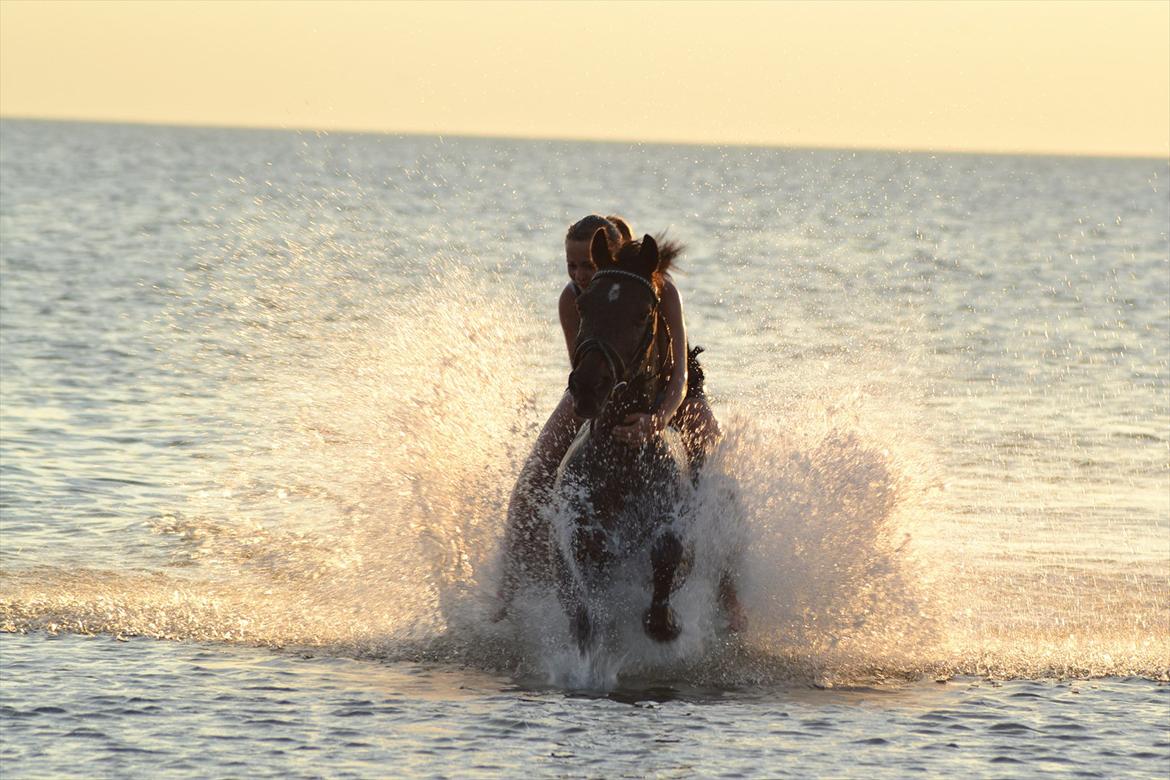 Anden særlig race • Lucas • Min Romkugle • Foldbums • - Stranden D.02-08-2011 (:
verdens fedeste dag! ;* elsker dig pony billede 18
