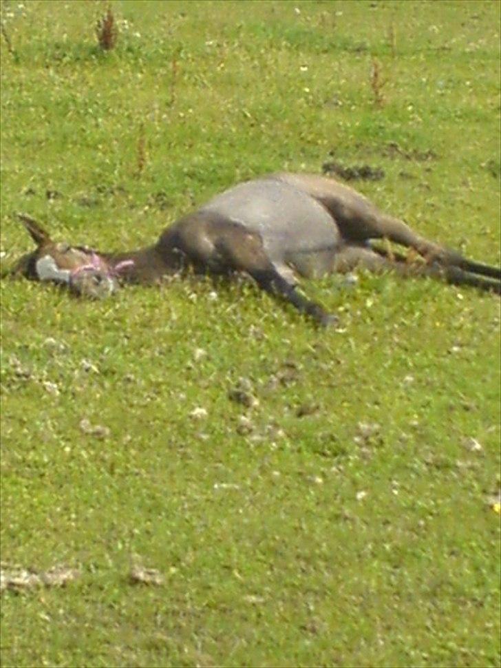 Fuldblod (XX) Mill's Finest - Også ville hun sove :-) billede 8