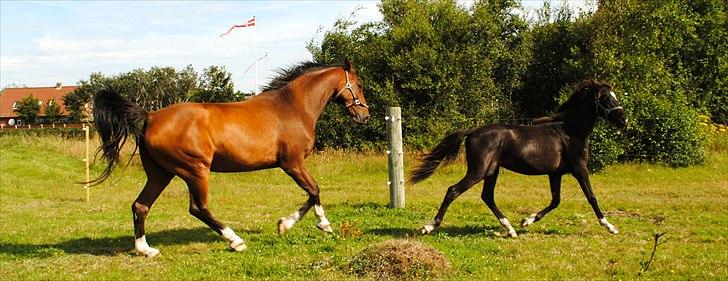 Holstener Capello billede 16