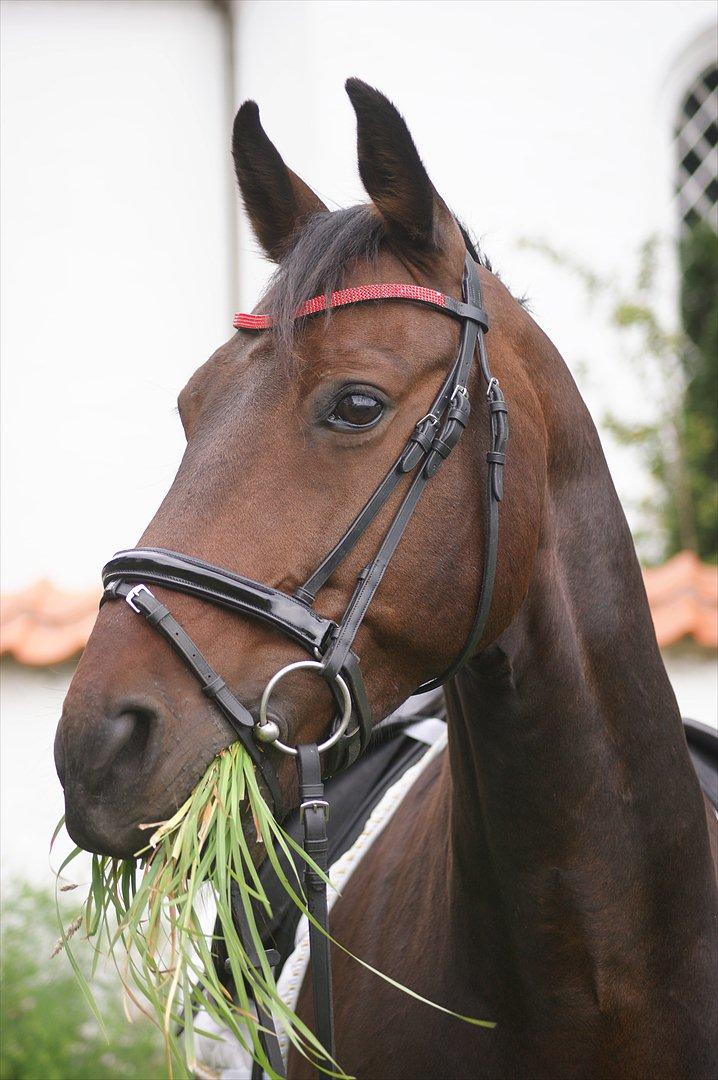 Oldenborg Prins Hamlet 387 † R.I.P † - ØSR, Velkommen til Prinsen profil. Lig gerne en kommetar og bedømmelse ;-) © Foto: LJ-Foto  billede 1
