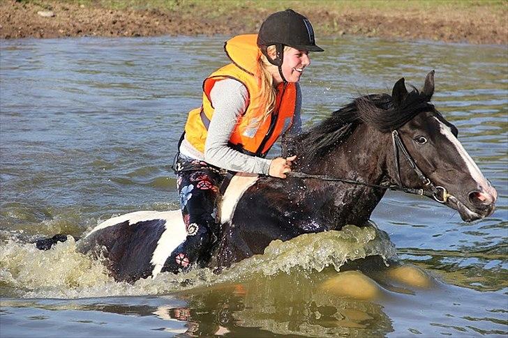 Barockpinto Jake - Første gang Jake bader! Hold da op en kmap vi har været igennem men endelig lykedes det :D billede 2
