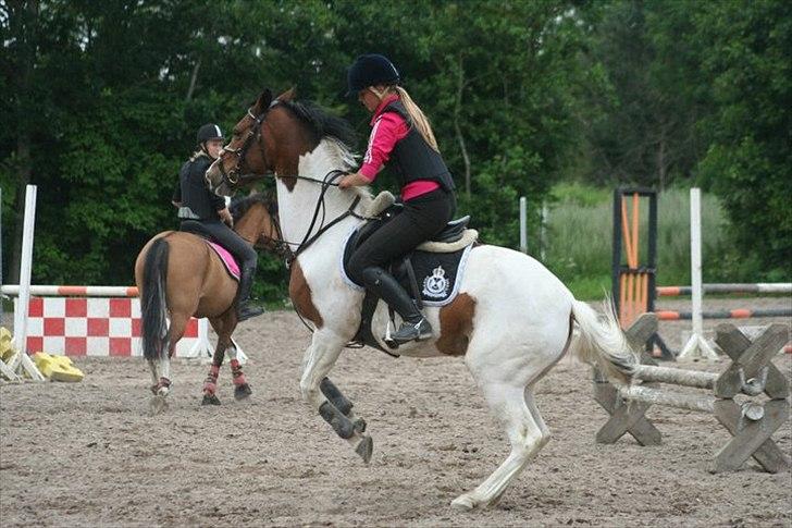 Hollandsk Sportspony Angel *Stjernen* - Angel vil ikke springe vandgrav, så hun bliver lidt sur :b billede 7