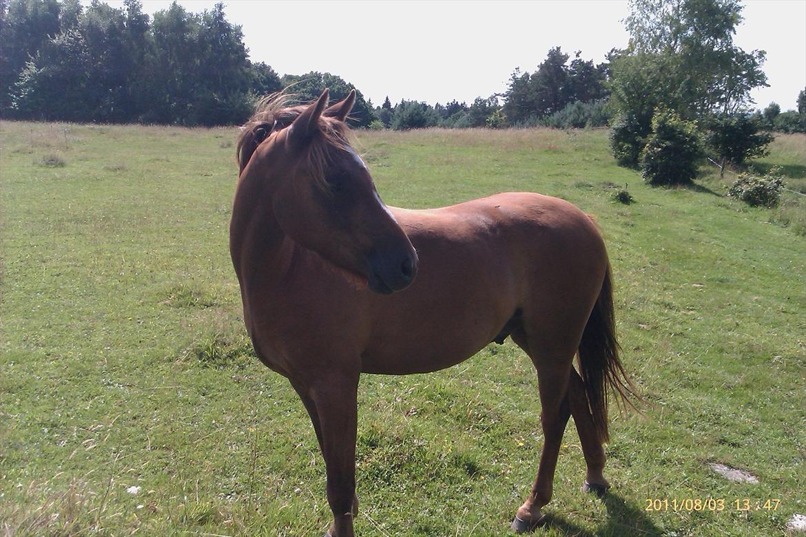 Welsh Pony (sec B) Bjerregårds Gandalf billede 12