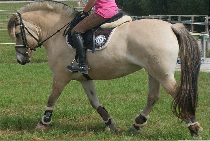 Fjordhest Højgaards Heisa (solgt) - Trav på marken d. 3/8-11 billede 16