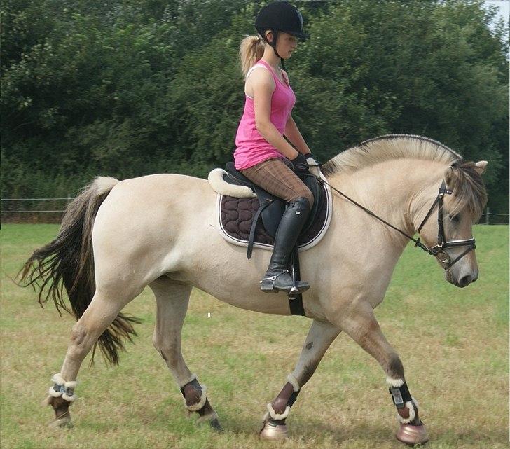 Fjordhest Højgaards Heisa (solgt) - Trav på marken d. 3/8-11 billede 17