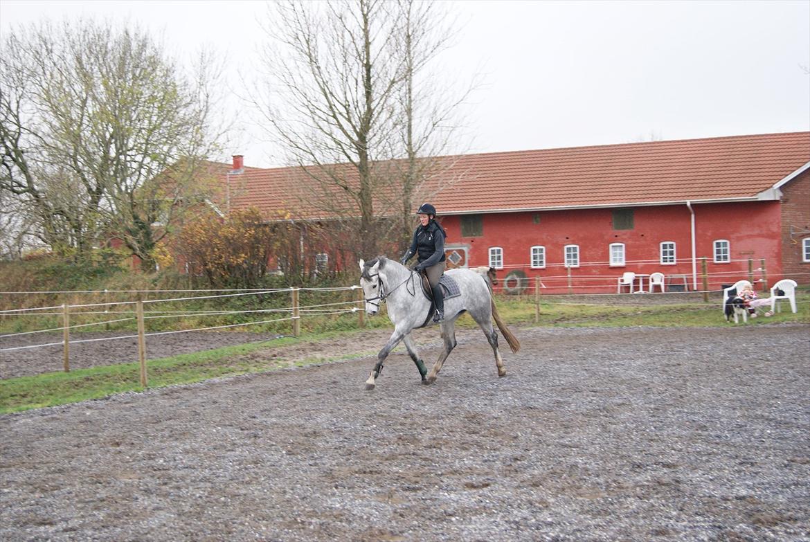 Holstener Cado - Cado - under tilridning billede 1