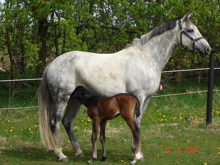 Holstener Cado - Cado - får en tår mælk, kun få dage gammel. billede 2