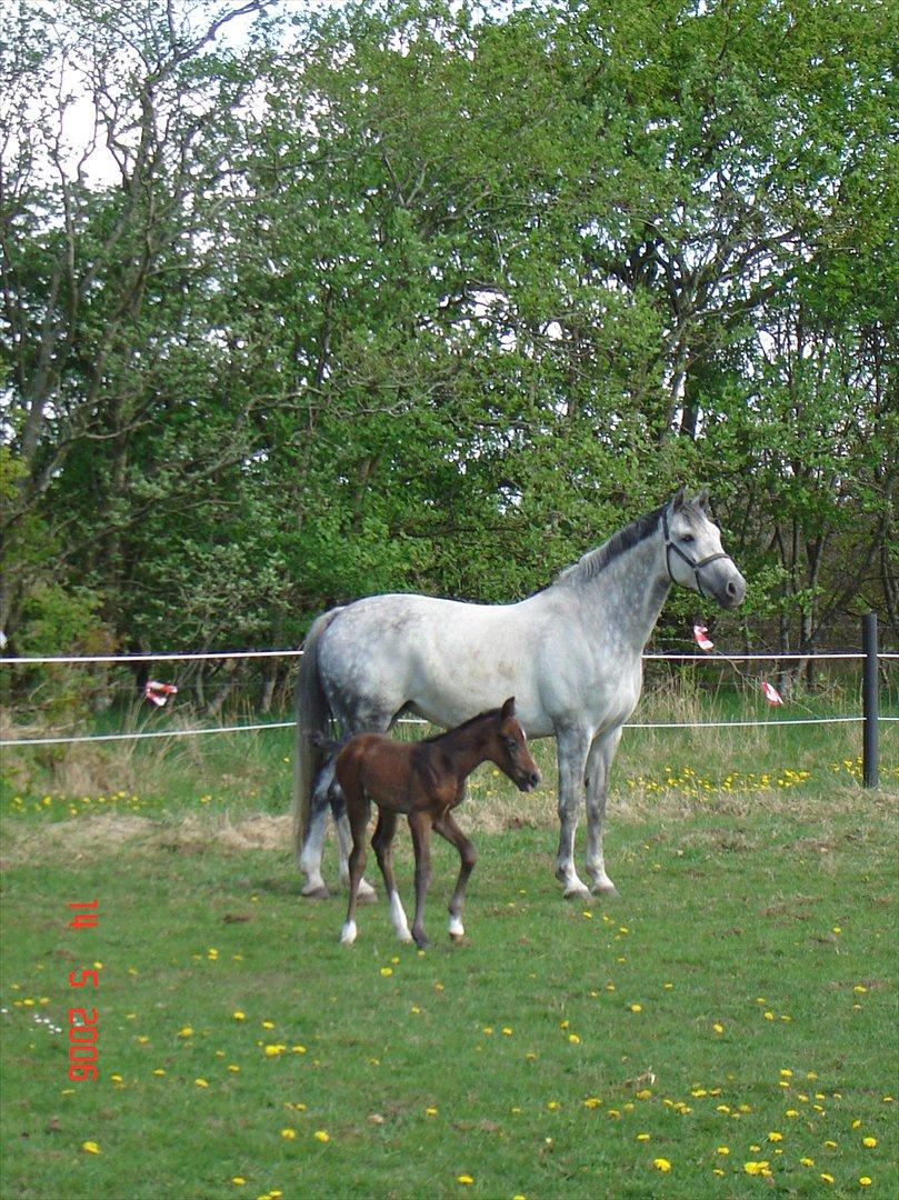 Holstener Cado - Cado billede 3