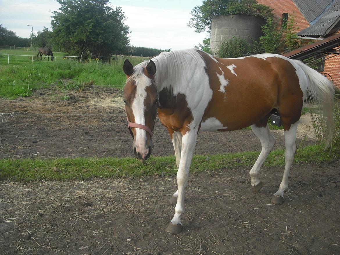 Pinto Starlight. PIN 754. -  d 3 aug 2011. billede 10