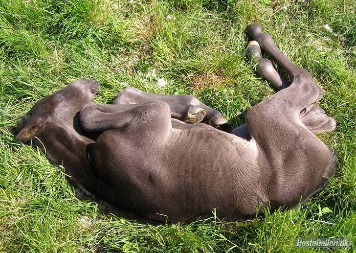 Dansk Varmblod Weltisjan billede 1