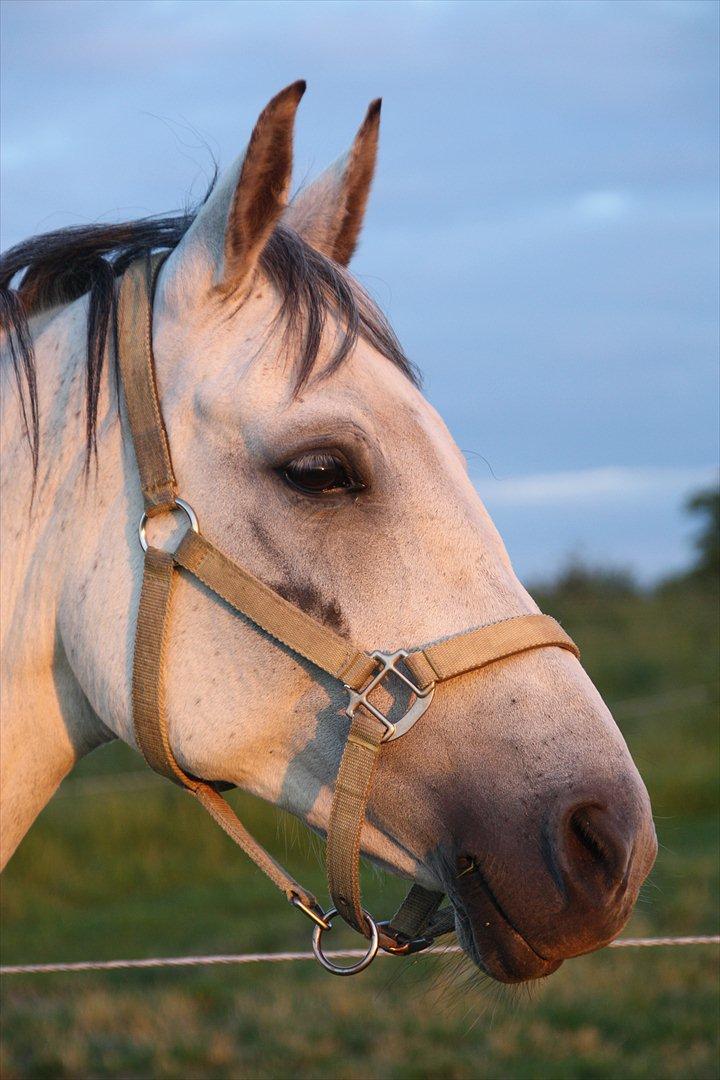 Trakehner Bint-Al-Hawa, (solgt 2011) billede 20