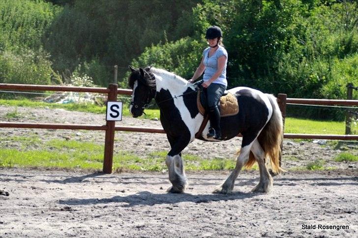 Tinker Catriona - Skøn hest at ride på. Juli 2011 billede 6