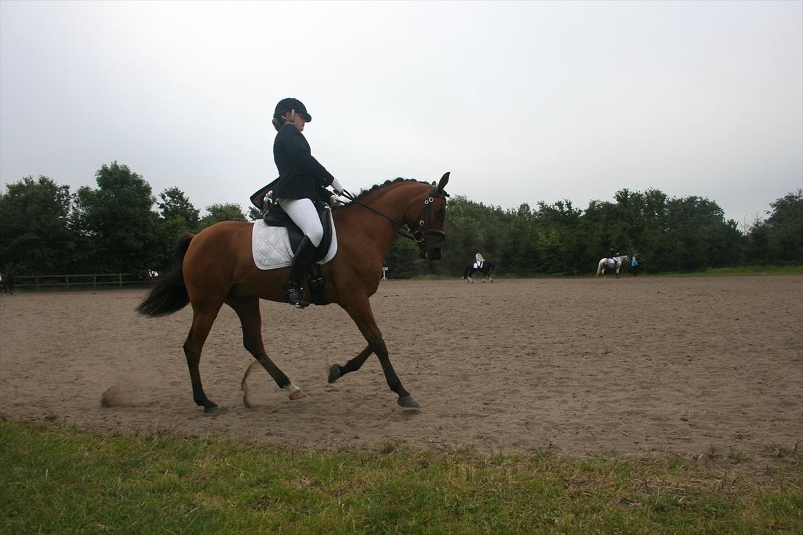 Arabisk fuldblod (OX) A/G´S Perfect Boye OX billede 17