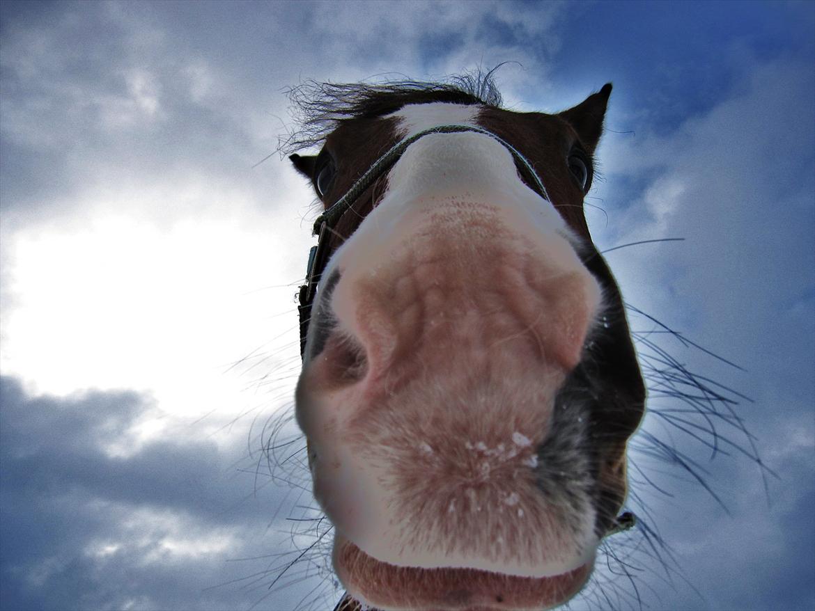 Anden særlig race Farrier Dancer R.I.P  - jeg savner dig så meget..  billede 9