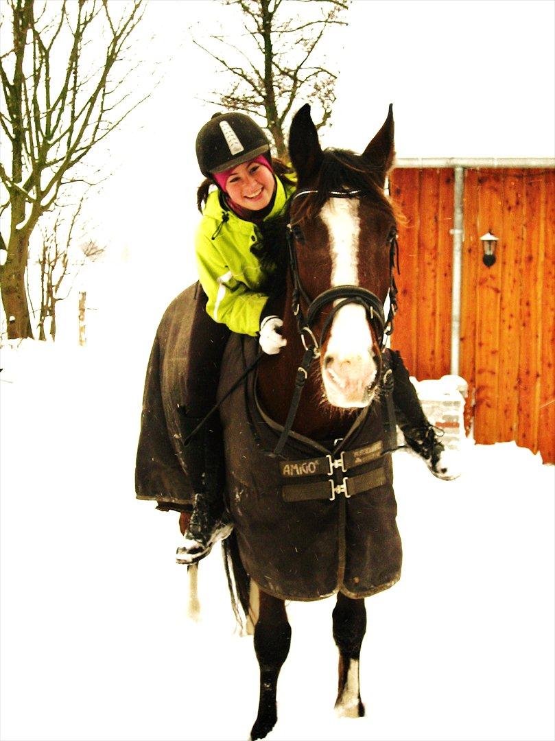 Anden særlig race Farrier Dancer R.I.P  - Jeg kunne se i dine øjne du var en engel, og nu har du endelig fundet dit rette hjem. himmeriget.. billede 20