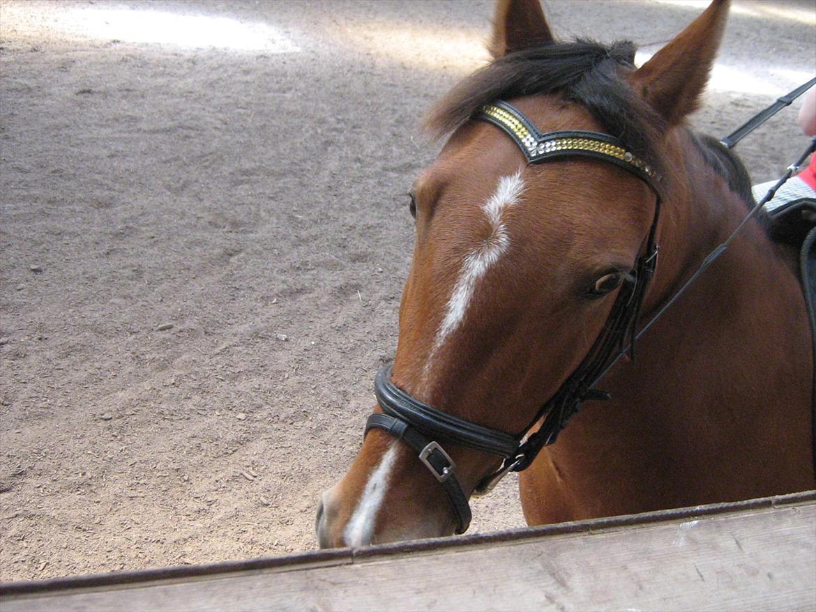 Anden særlig race philina - du er gude smuk billede 1