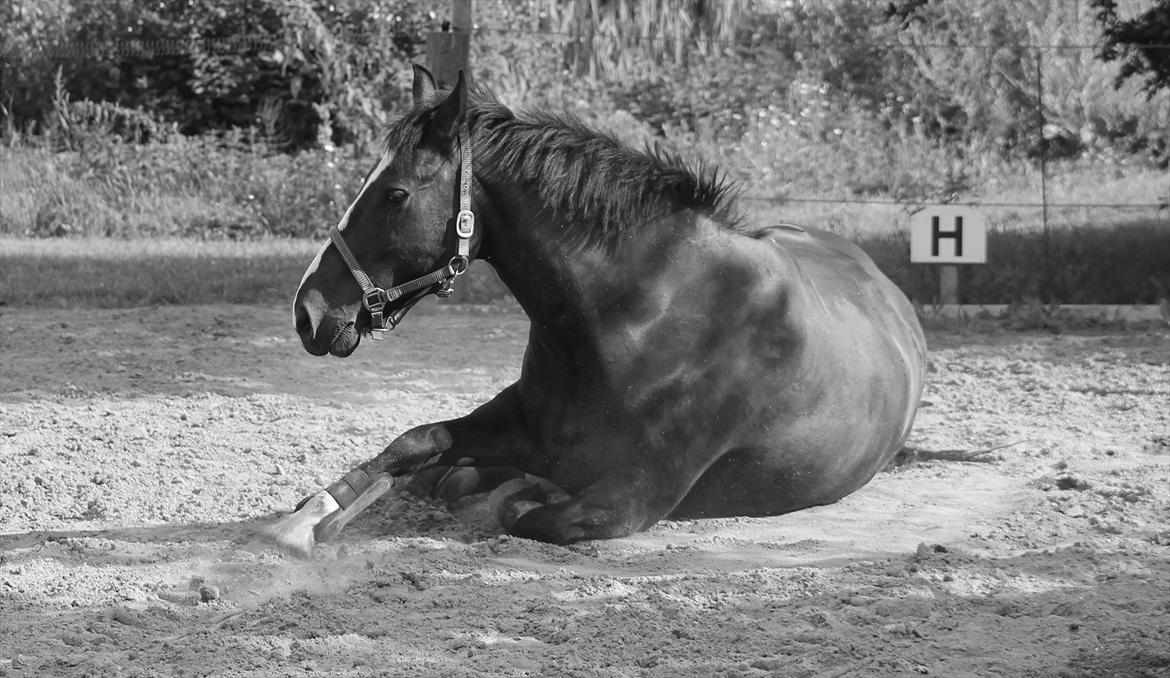 Anden særlig race Poseidon billede 2