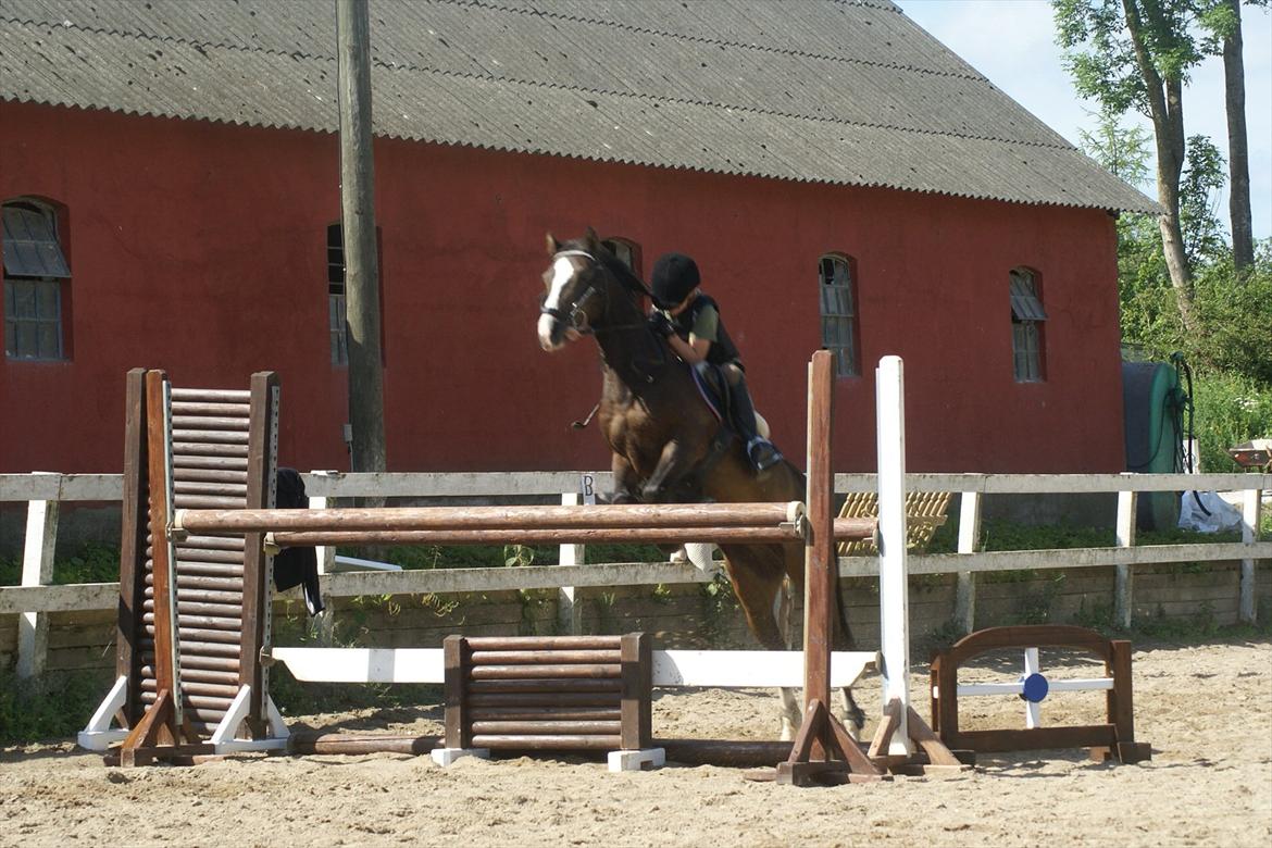 Anden særlig race Holmsgaards super sheik  - 115 cm super pony ! <3<3<3<3<3 billede 7