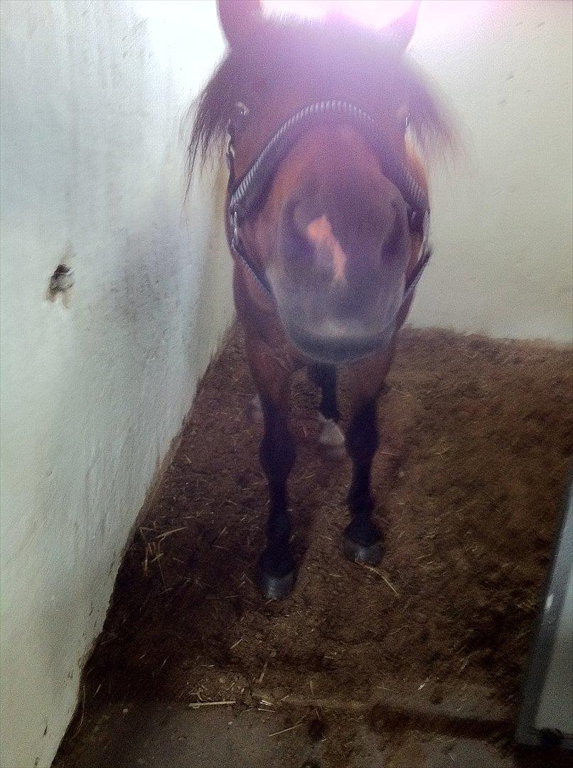 Anden særlig race Prince Charming  (solgt )  billede 16