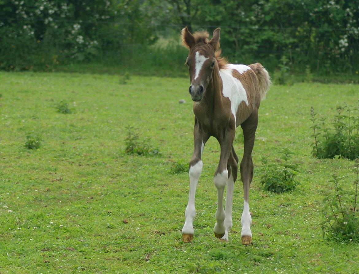 Pinto Extassie Vildal *SOLGT* - 'Piece of cake at styre disse lange stænger, selvom man kun er omkring 15 timer gammel'. billede 18