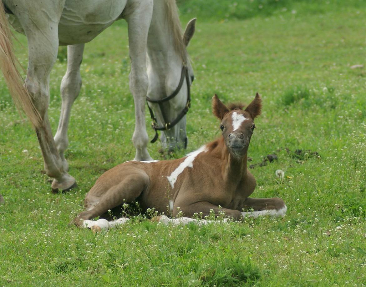 Pinto Extassie Vildal *SOLGT* - 'Er det mig du griner af?'

Foto: Alina-Arabians billede 19
