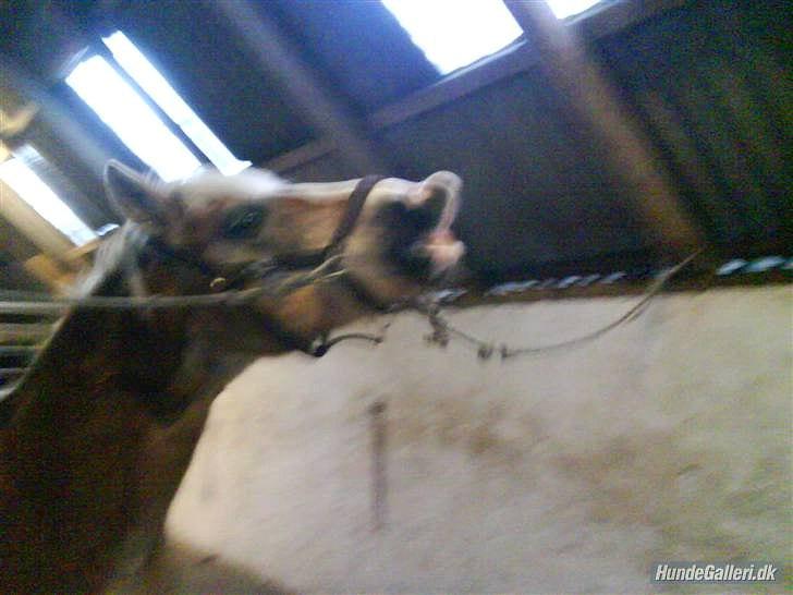 Haflinger PRINS - *SAVNET* - En glad pony :-) billede 4