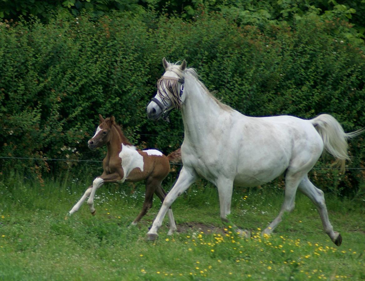Pinto Extassie Vildal *SOLGT* - Extassie 1 uge gammel sammen med mor.

Foto: Alina-Arabians billede 17