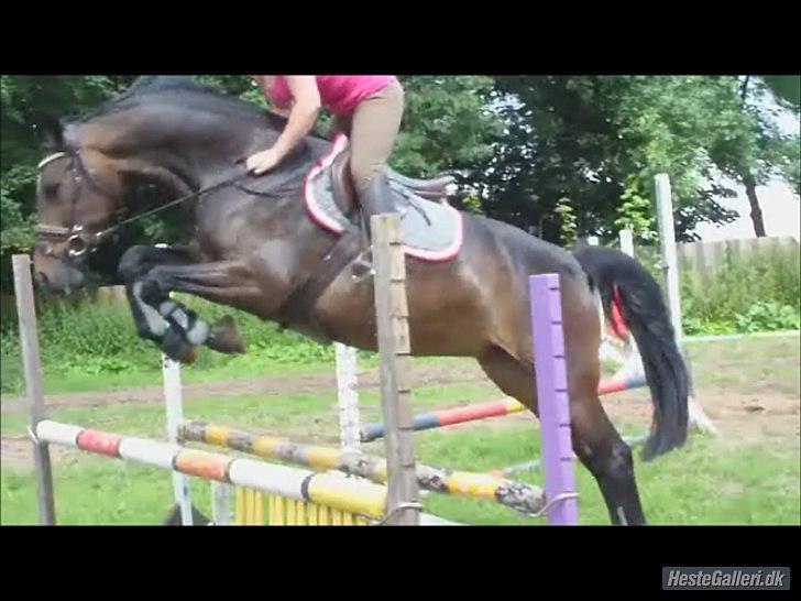 Dansk Varmblod Rødhøjs Felicia - 2. gang jeg springer på hende. billede 5