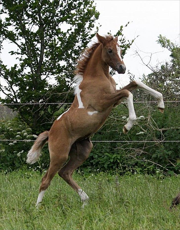 Pinto Extassie Vildal *SOLGT* - Extassie 14 dage gammel.

Foto: Barakah Arabians billede 16