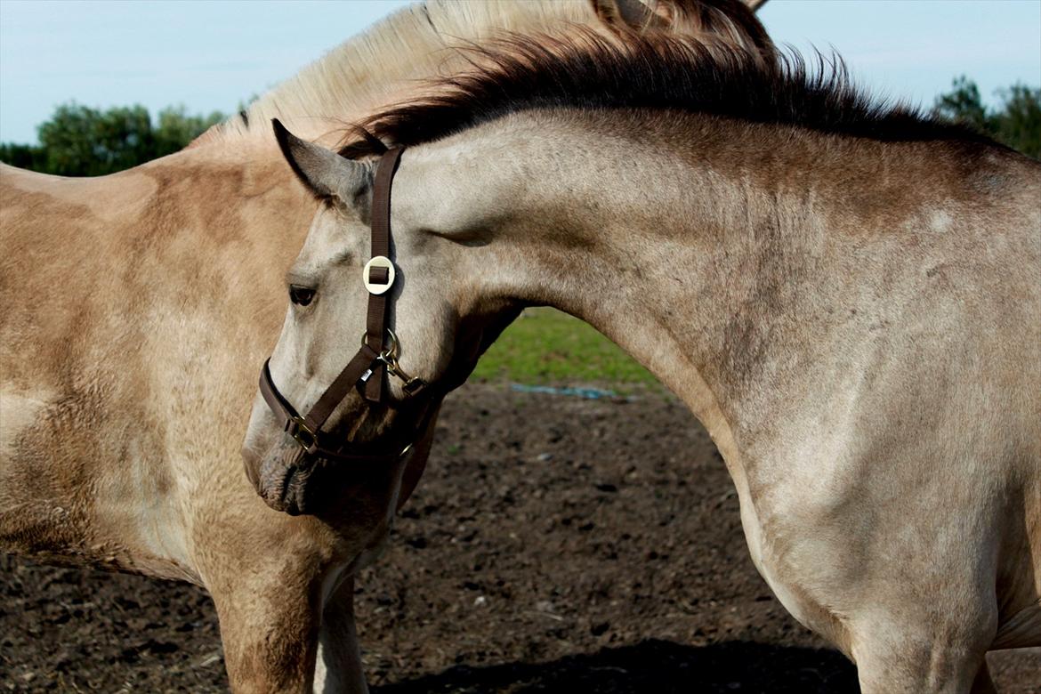 Anden særlig race Roosgårdens Campari - Hilser lige på ny ven billede 18