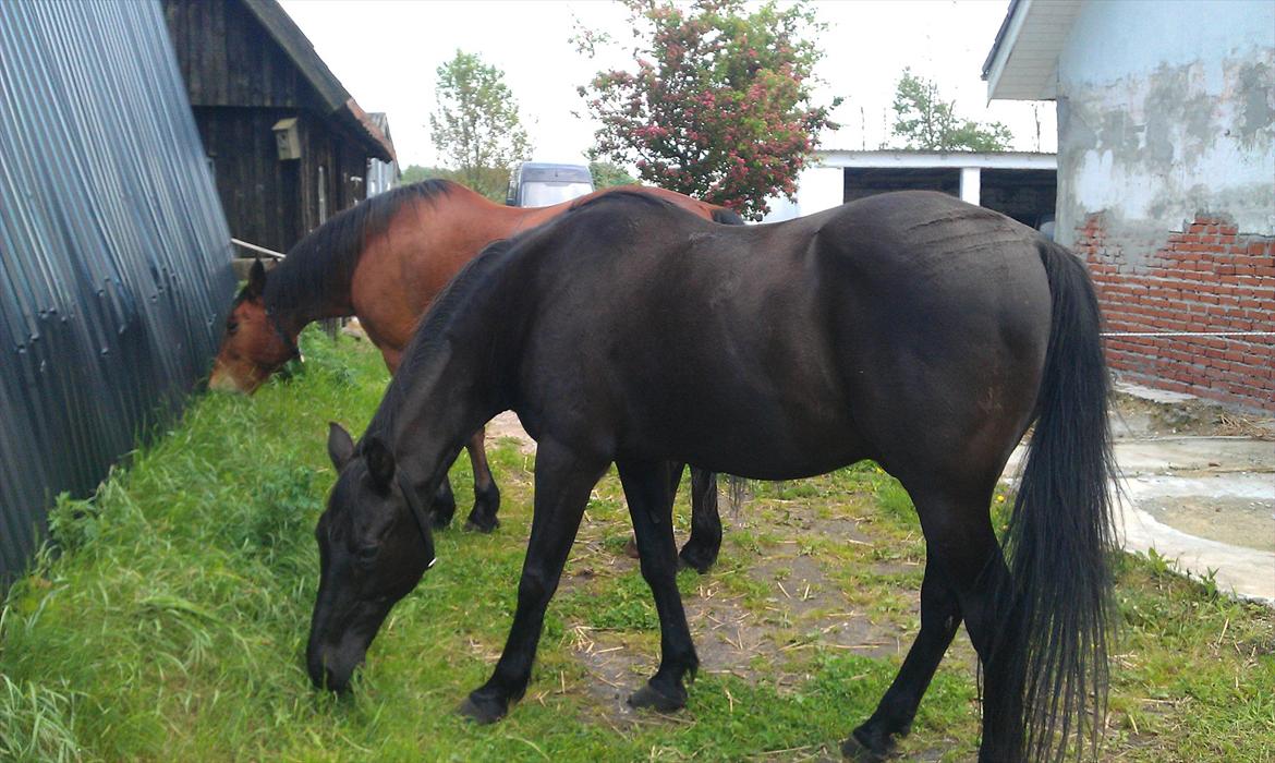 Anden særlig race Nevada - Så skal der klippes græs. billede 1